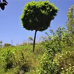 La Pietra Rara 3*