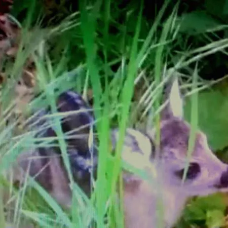 Bed and breakfast La Pietra Rara Montone (Umbria)