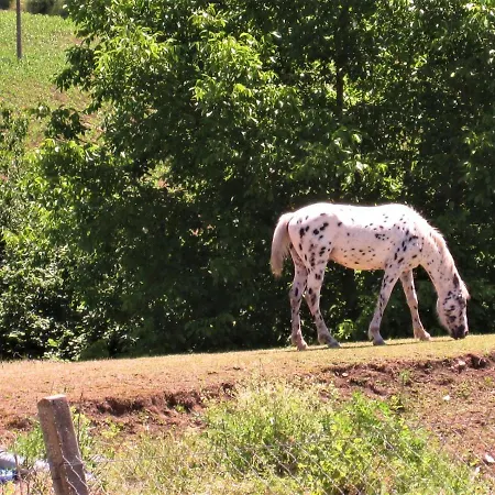 Bed and breakfast La Pietra Rara Montone (Umbria)