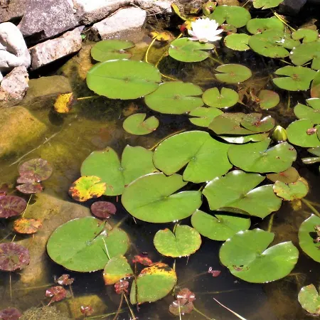 La Pietra Rara Bed and breakfast