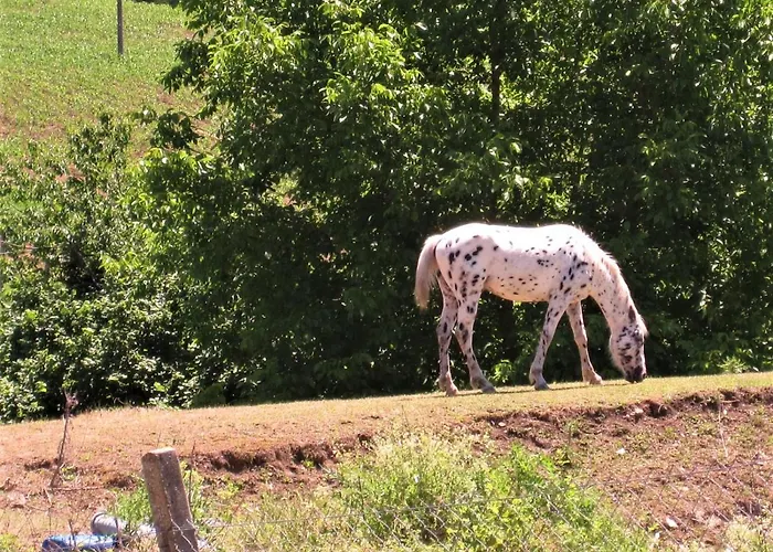 Bed & Breakfast La Pietra Rara Montone (Umbria)